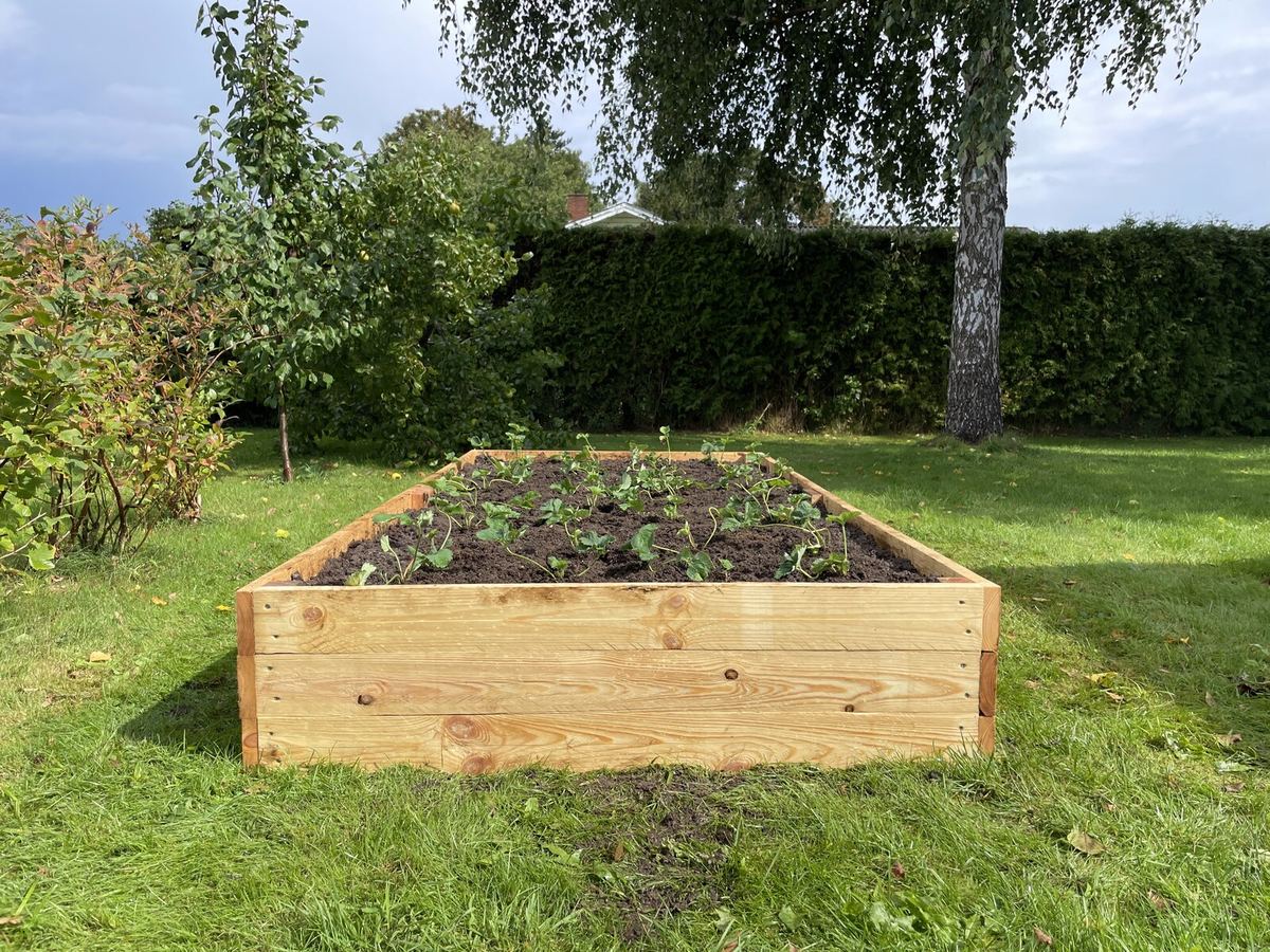 Bed i 30 cm hos en kunde, nyplantet