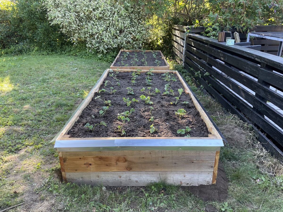 Bed i 45 cm langs hegnet